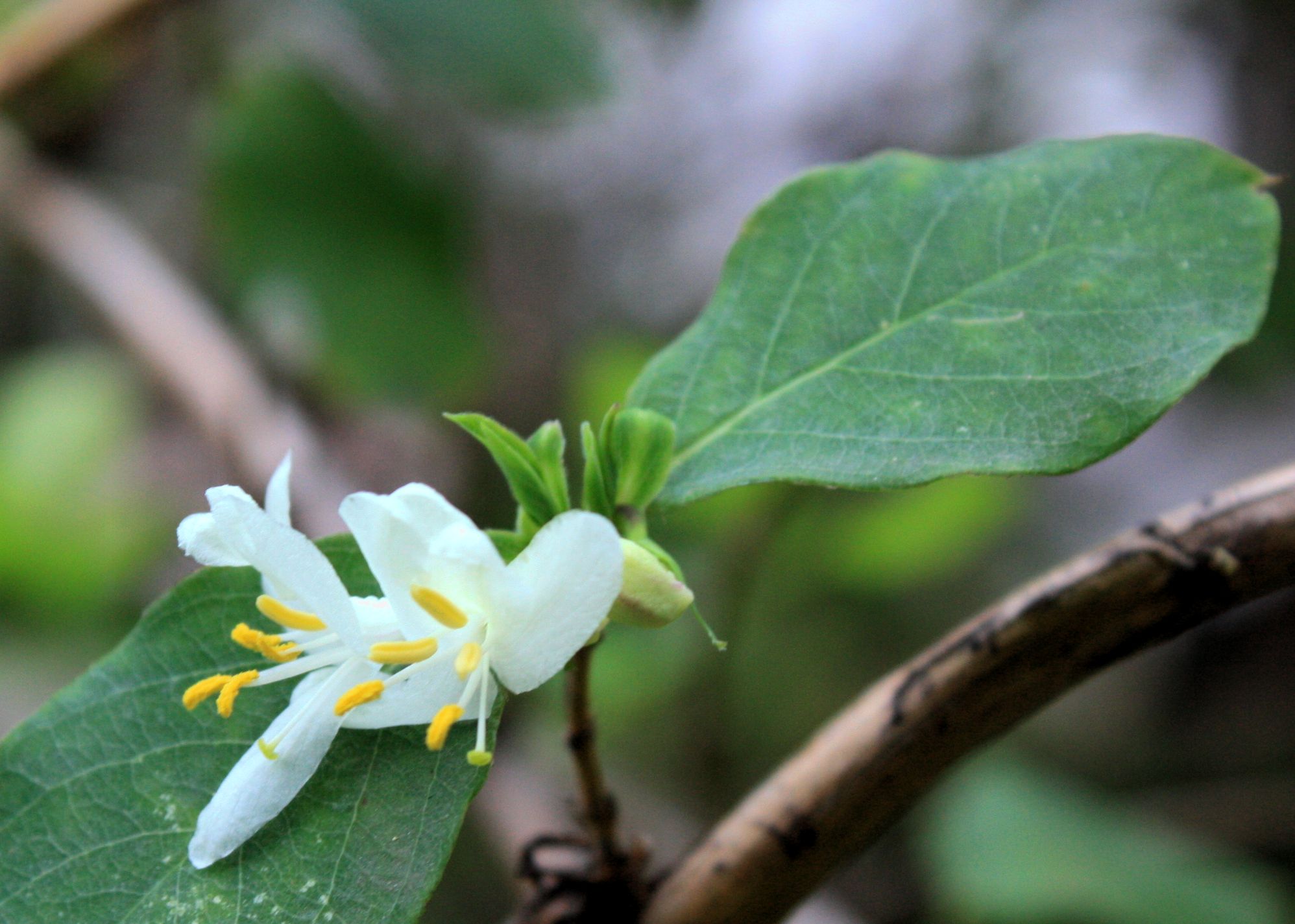 La planta del mes de enero en el Jardín Botánico Histórico La Concepción es la madreselva de
 ...