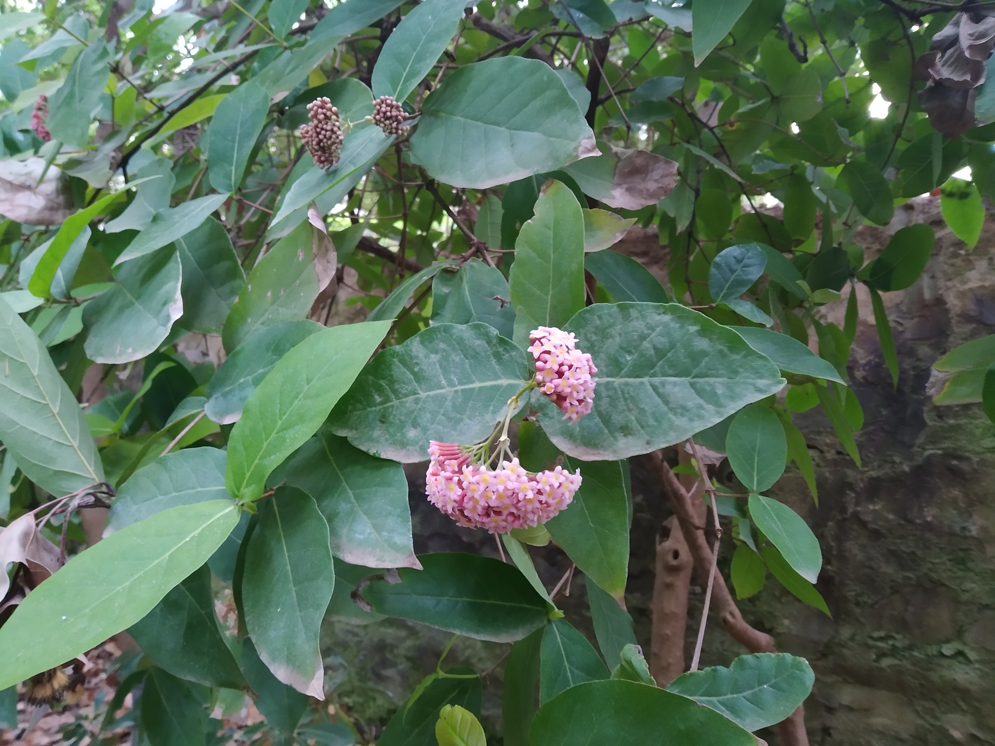 La planta del mes de febrero en el Jardín Botánico Histórico La Concepción es la rogiera